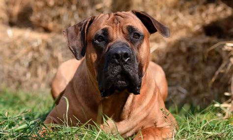 Boerboel Dog Breed Characteristics And Best Care Guide 2023