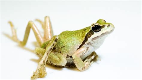 Parasite Creating Deformed Frogs In Western Us