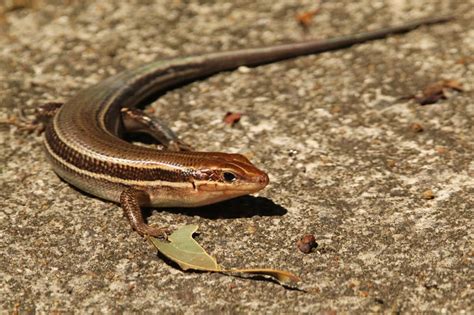 Broadhead Skink Plestiodon Laticeps Herping Virginia