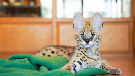 Everything To Know About The African Serval Cat Cattitude