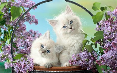 Two Cute White Cats In A Basket All Best Desktop Wallpapers