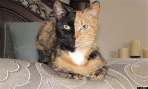 Watch Venus The Black And White Chimera Cat Goes Viral Two Faced