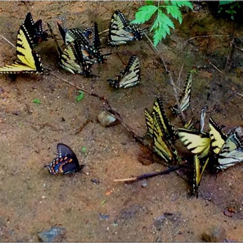 Tiger Swallowtails My Favorite Butterfly Swallowtail Garden