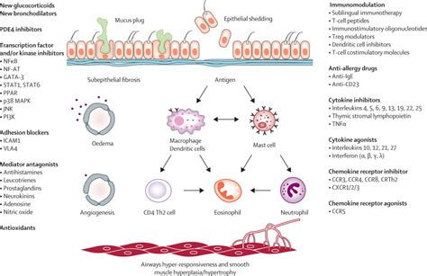 new targets for drug development in asthma the lancet