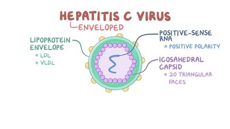 Hepatitis C Virus Video Anatomy And Definition Osmosis