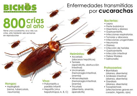 Los Peligros De Las Cucarachas En El Hogar Control De Plagas Comunidad De Madrid Bichos