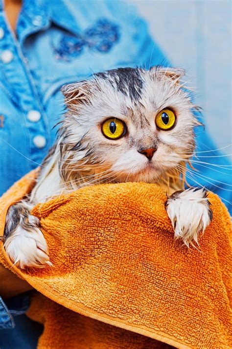 Frightened Cat After Wash In Bathroom Stock Photo Image Of Displeased