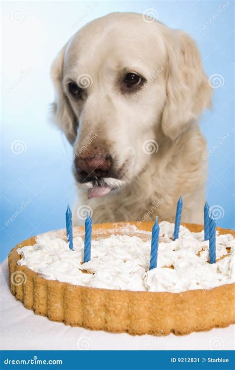 Dog Eating A Cake Stock Image Image Of Guilty Cake Guilt 9212831