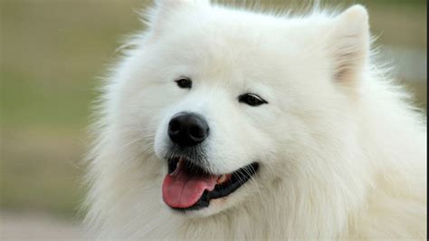 Real White Fluffy Puppies Rintatir