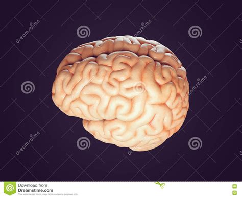 Realistic Brain Illustration Stock Illustration - Illustration of ...