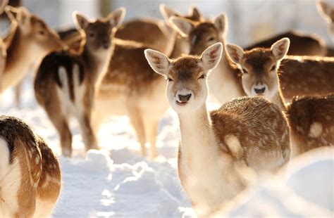 35 Photos Of Truly Adorable Animals In Snow Noupe