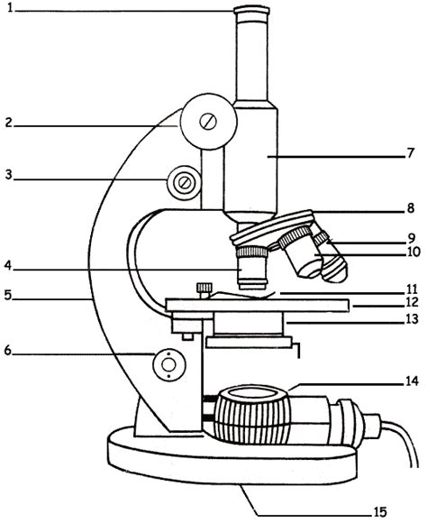 How To Draw A Microscope And Label