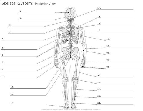 This diagram depicts human skeleton with parts and labels. Image result for blank skeletal system bones diagram ...