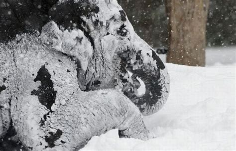 Elephants Playing In Snow At The Berlin Zoo 14 Pics