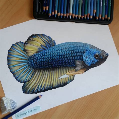 Realistic Fish Drawing At Explore Collection Of