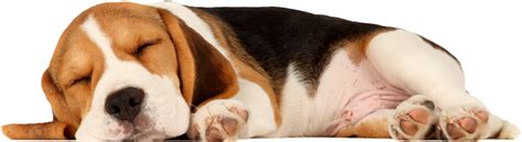 sleeping dog png - Sleeping Dog Png - Sleeping Dog Transparent Background | #3295704 - Vippng