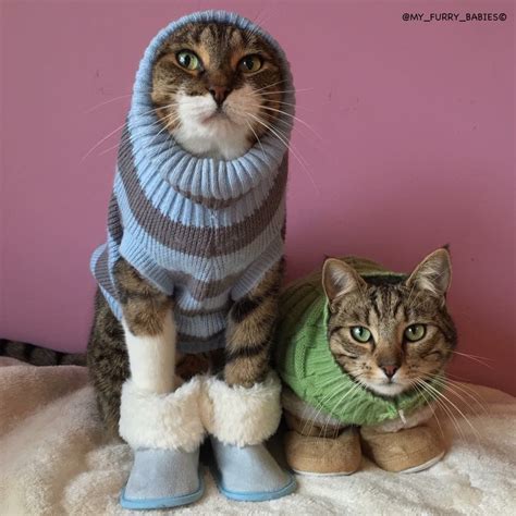 Pin By Gail On Cats In Sweaters Cute Animals Cats Animals