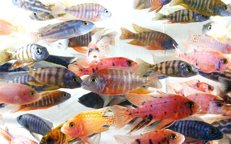 10 Most Colorful African Cichlids With Pictures Aquariumnexus