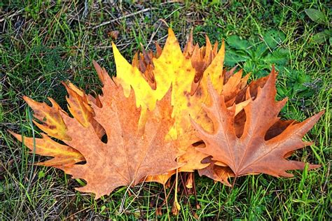 Autumn Season Nature Free Photo On Pixabay Pixabay