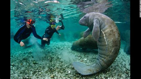 Manatees May Move From Endangered To Threatened