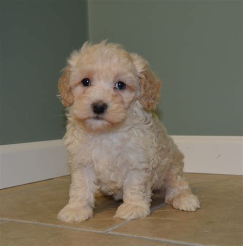 If you are looking to adopt or buy a cockapoo take a look here! Cockapoo Puppies For Sale | Celina, OH #168331 | Petzlover