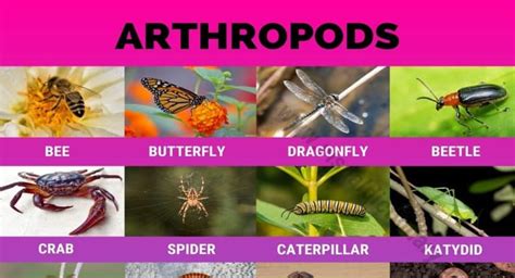 Arthropods 26 Popular Arthropods Found In Gardens And Field Crops Visual Dictionary