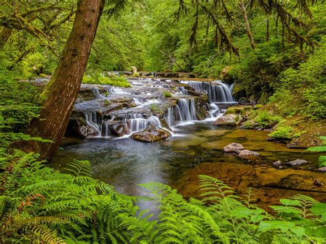 Sweet Creek Falls Waterfall In Oregon Usa Stream River Cascades