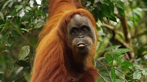 Orangutan National Geographic Documentary Hd Youtube