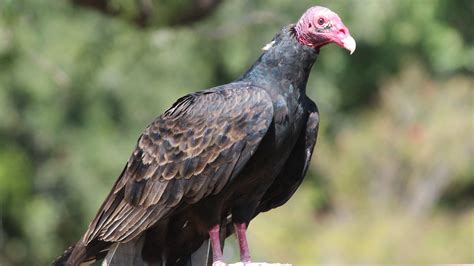 There are a thousand and one ways to cook a turkey. The curious looking turkey vulture worthy of our respect