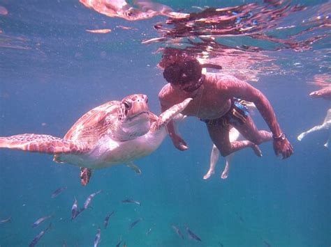 barbados snorkeling tours by hayden browne holetown all you need to know before you go