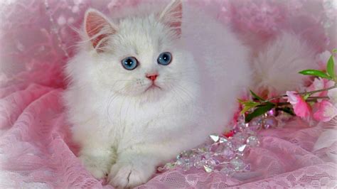 Beautiful Cats Wallpaper 1920x1080