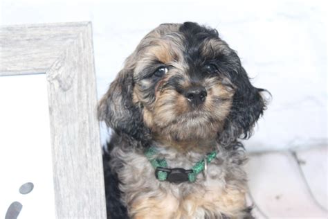 Find cockapoo puppies for sale on pets4you.com. Cockapoo Puppies For Sale | Fayetteville, NC #305832