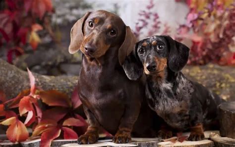 8 Ways To Care For Your New Dachshund Puppy Dachshund Journal