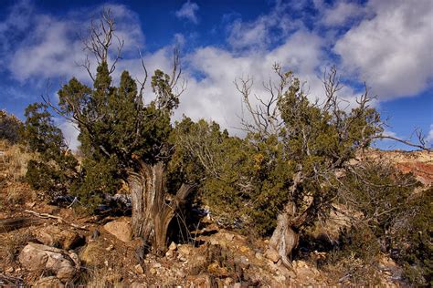 Juniper Trees At The Ghost Ranch Color Photograph By Greg Kluempers