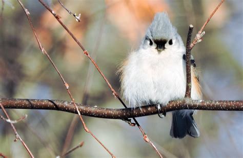 Welcome Winter Birds To Your Yard Audubon New York