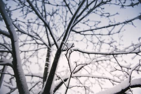 Free Images Tree Branch Snow Winter Black And White Frost