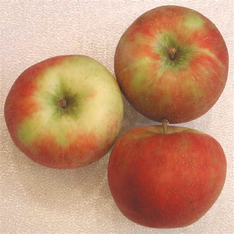 Apples, Honeycrisp - Ingredients Descriptions and Photos - An All ...