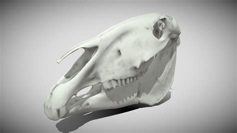 Horse Skull 3d Model By Andy Marcinkowski Andymar 1cfad6d