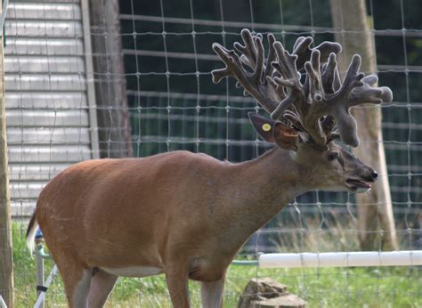 Genetic Superior Whitetail Deer For Sale Breeder Bucks Stocker Bucks