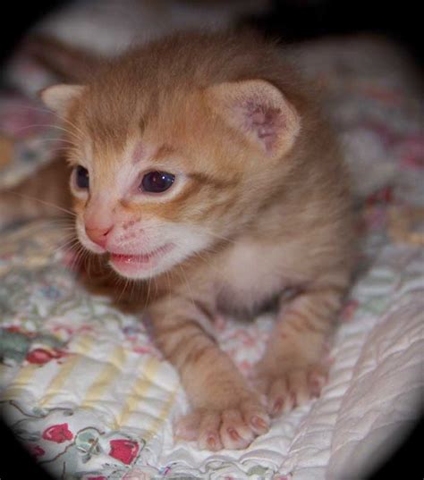 Savannah Kitten F5 Sbt Cinnamon Spotted — Agato Savannah Cats