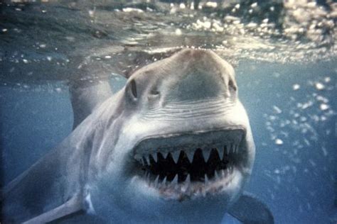 Great White Pointer Shark Photographic Print
