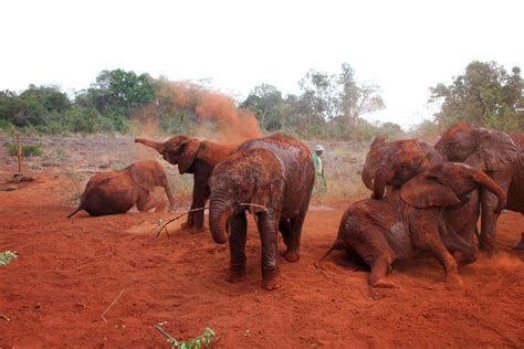 Top 10 Elephant Facts Tanzania Safaris Tours Focus Eastafrica Tours