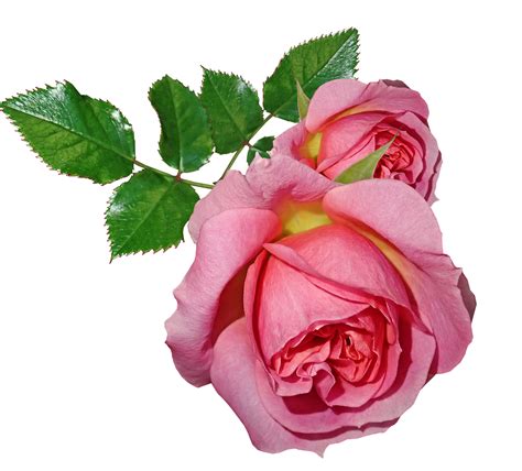 Rosen Blumen Blätter Kostenloses Foto Auf Pixabay