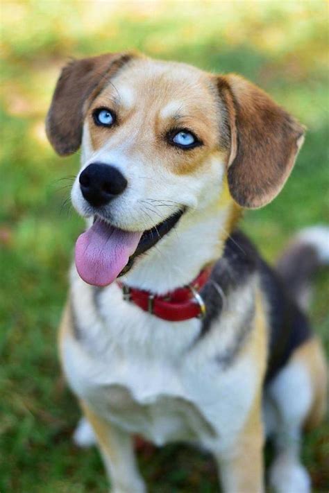Diesel Medium Male Beagle X Siberian Husky Mix Dog In Vic Petrescue
