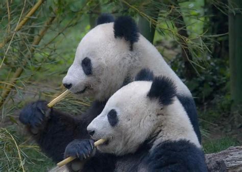 15 Interesting Facts About Pandas