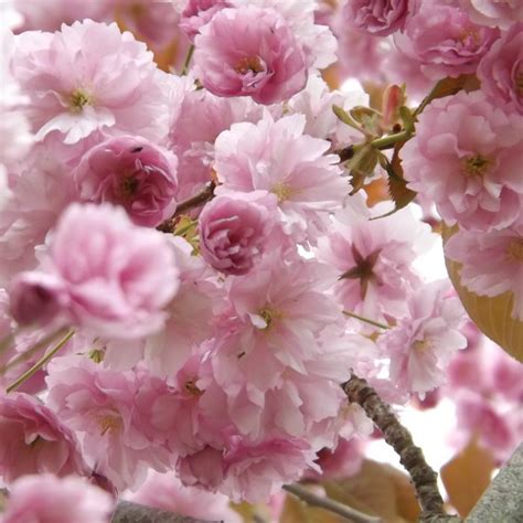 Cherry Blossom Trees On Sale Prunus Kanzan Shop Now