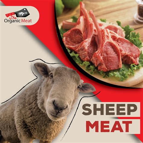 Sheep Lamb Halal Organic Meat