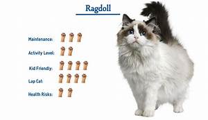 Ragdoll Cat Breed Everything That You Need To Know At A Glance