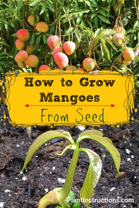 If You Love Mangoes Youll Love Learning How To Plant Mango A Seed Do