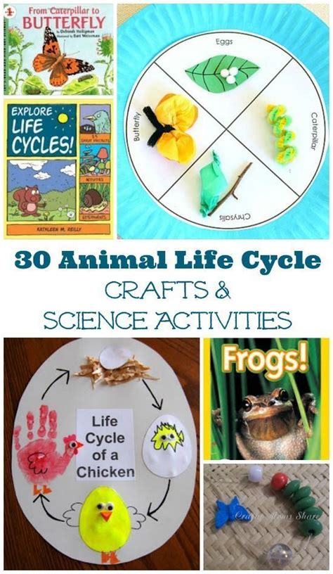 30 Life Cycle Activities For Animals And Insects Animal Life Cycles